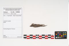 Foto von Rohhaut (NHMW-PRAE-125684)